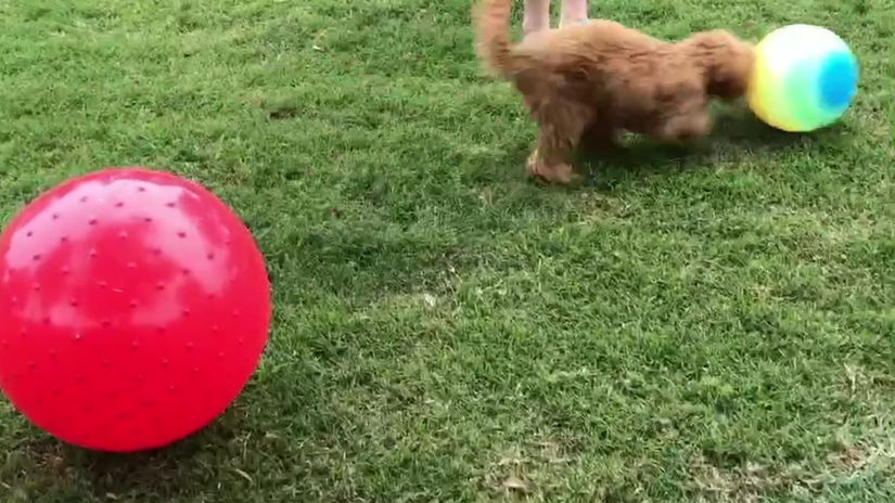 Swiper The Office Dog